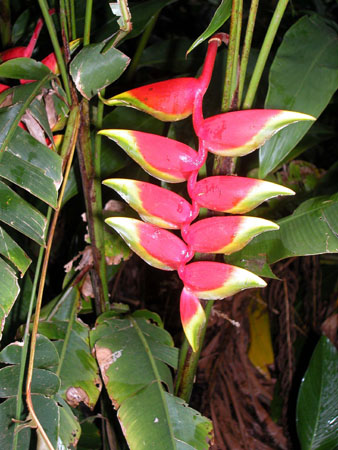 heliconia