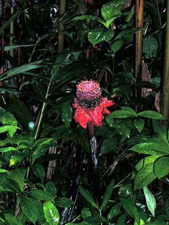 torch ginger 2