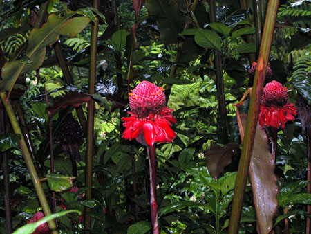 torch ginger