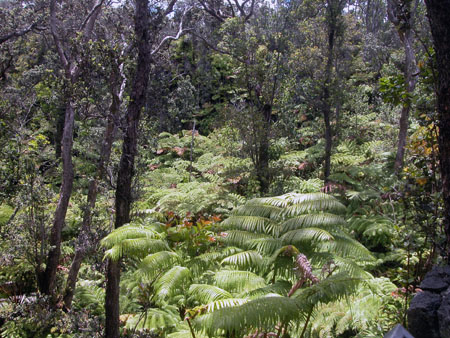 Volcano NP Fern Forest 2