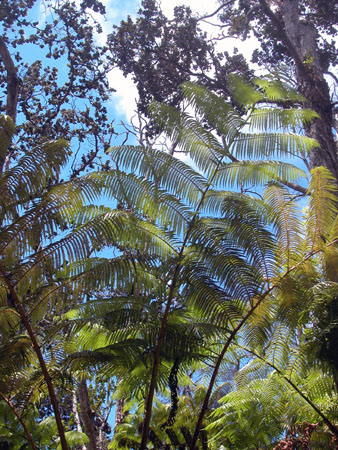 Volcano NP Fern Forest 3