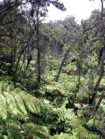 Volcano NP Fern Forest